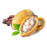 دانه کاکائو