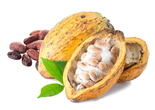 گیاه کاکائو - دانه کاکائو